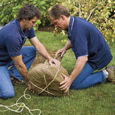 Twine being wrapped vertically around burlapped root ball.