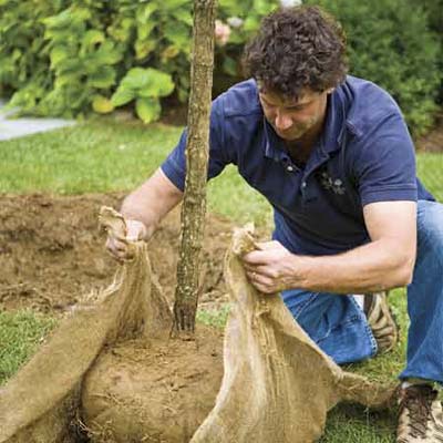 Hands wrapping burlap around tree root ball and tying corners.