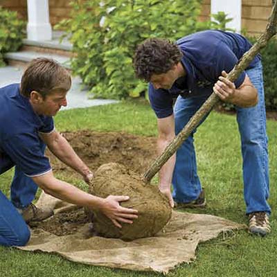 Two men lifting a tree.