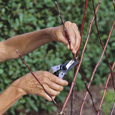 Trimming the ends of the Diamond-Patterned Twig Trellis