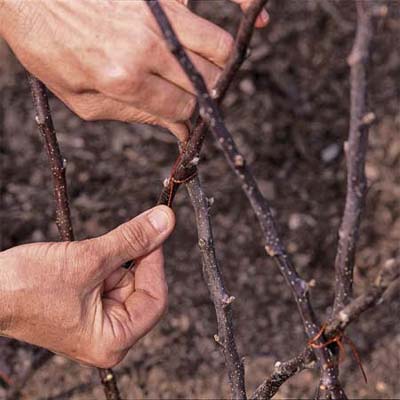 Weaving in more sticks into the Diamond-Patterned Twig Trellis