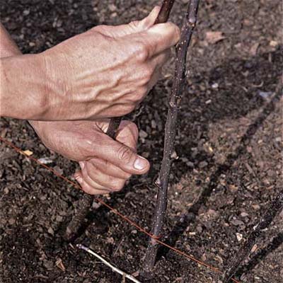 Setting the diagonals for the Diamond-Patterned Twig Trellis