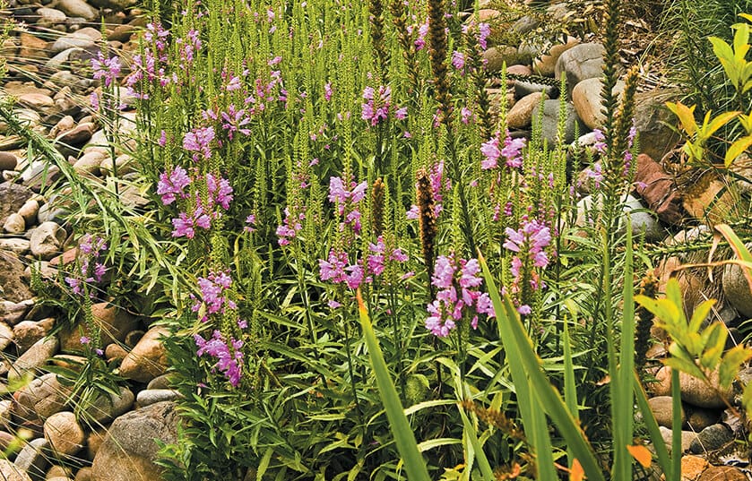 Pink flowering plants.