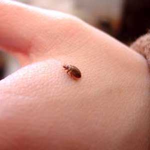 Bed bug on a person's hand.