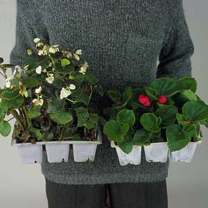 Someone holding two flats of flowers.