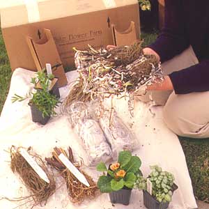 Various plants sitting and laying on a piece of cloth.