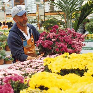 A man in an orange apron holding a mum plant.