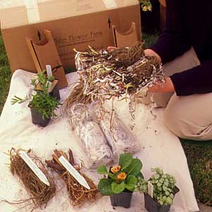 Various plants sitting and laying on a piece of cloth.