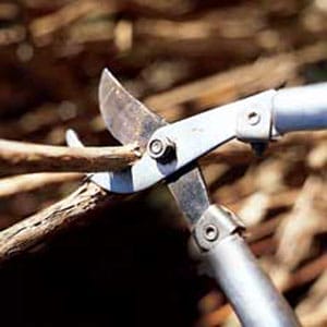 Pruning a plant.