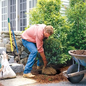 Man planting a shrub.