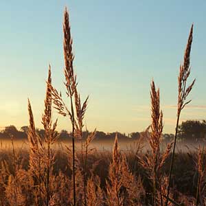 Big bluestem.