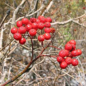 Red elderberry.