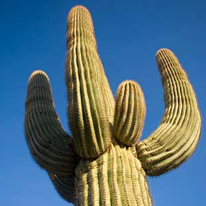 Saguaro cactus.