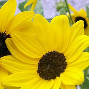 Yellow tropical wildflower.