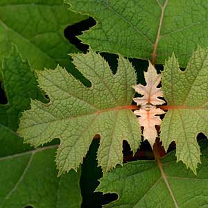 Close-up on oakleaf hydrangea.