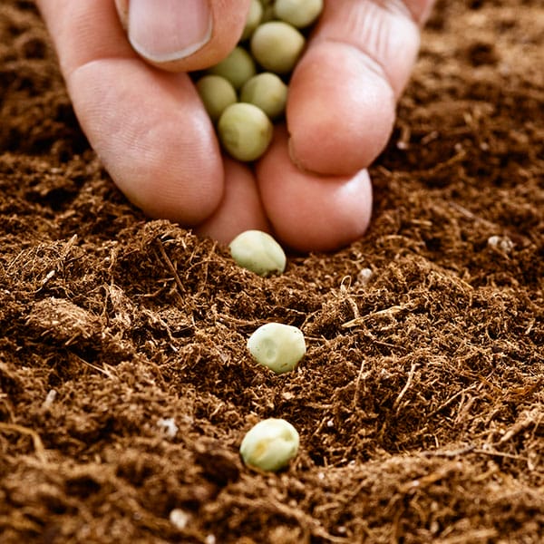 Planting peas.
