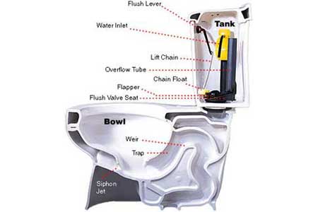 Labeled cross section showing the parts of a toilet.
