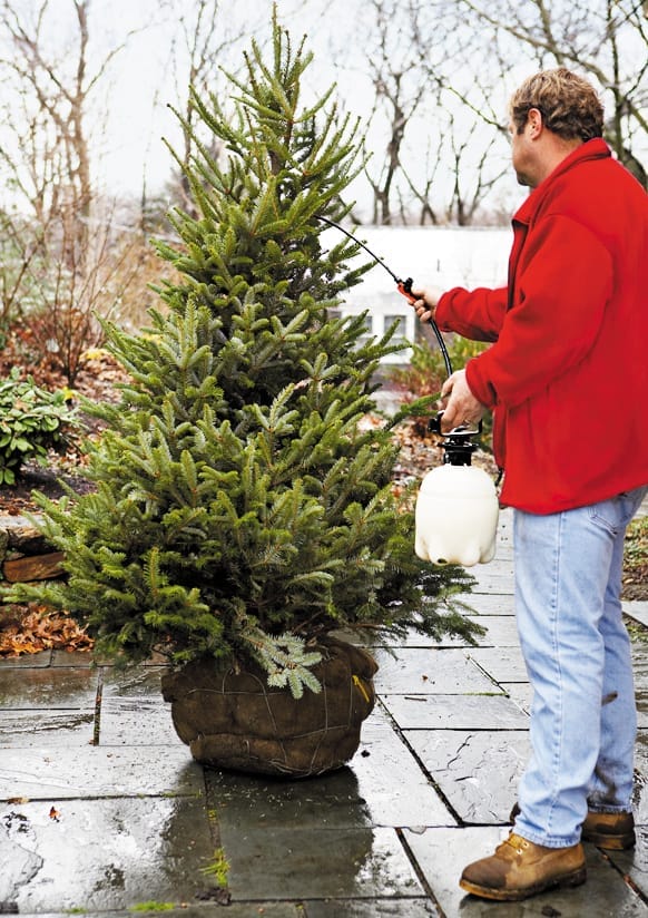 Roger Cook sprays the live Christmas Tree with natural antidesiccant before bringing it inside.
