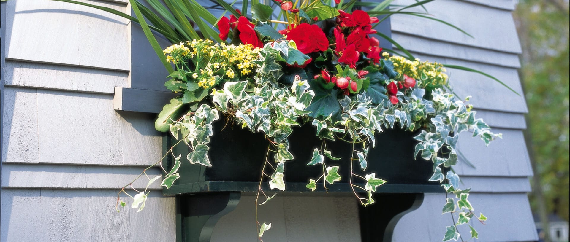 A window box hanging full of flowers.