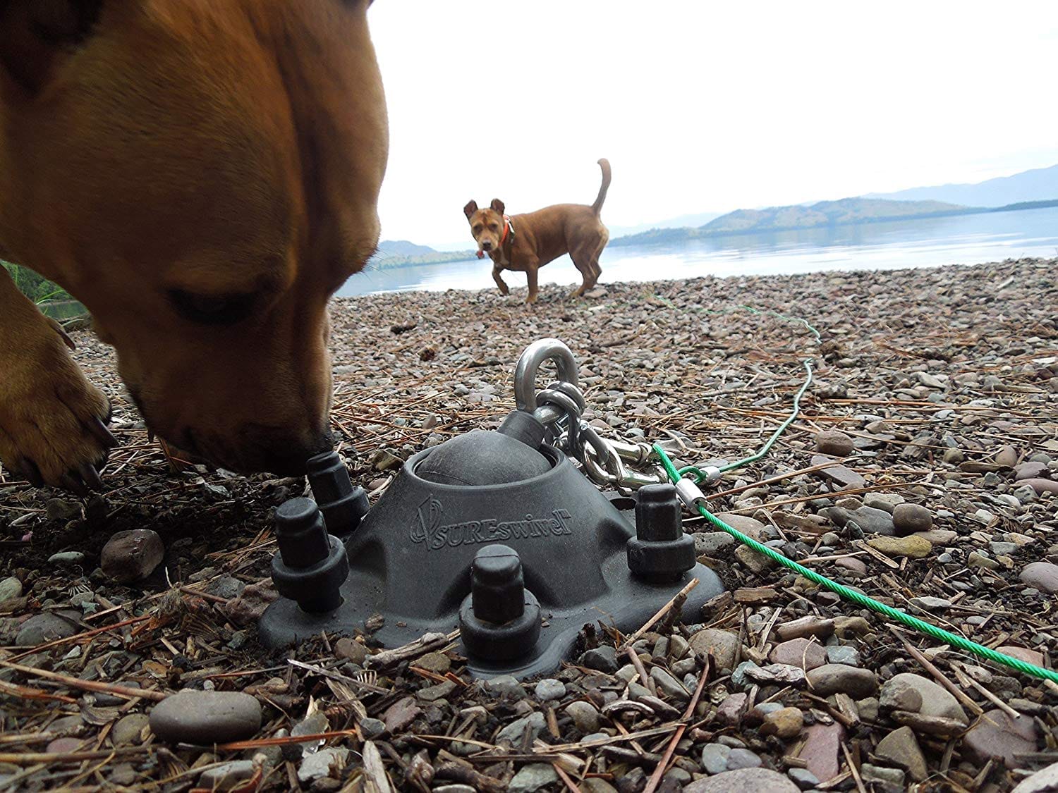 A dog sniffing a SUREswivel Swiveling Pet Tie-Out.