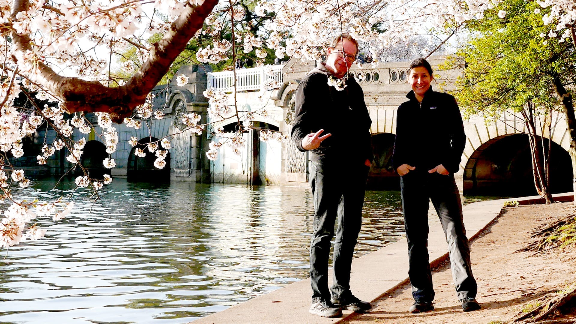 cherry_blossoms