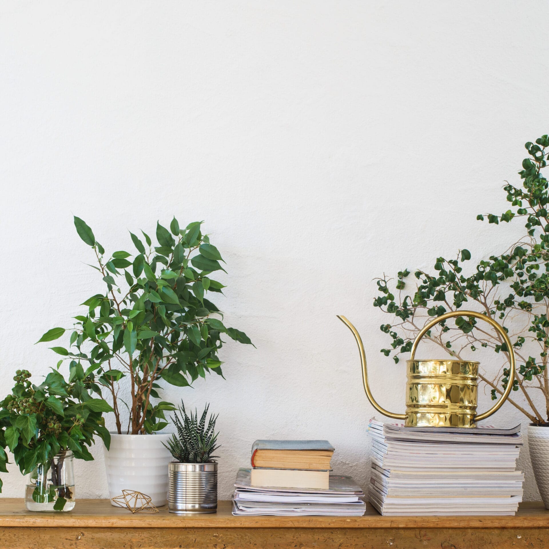 Plants_iStock_500784352