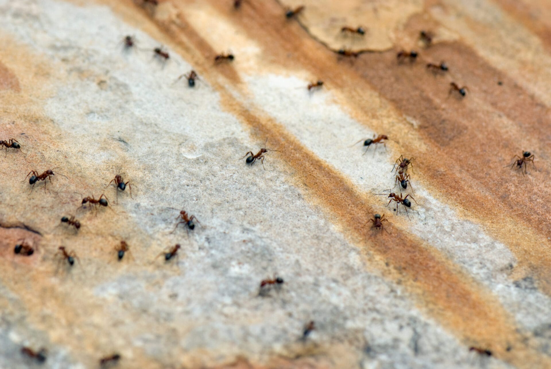 Ants_iStock_91369080