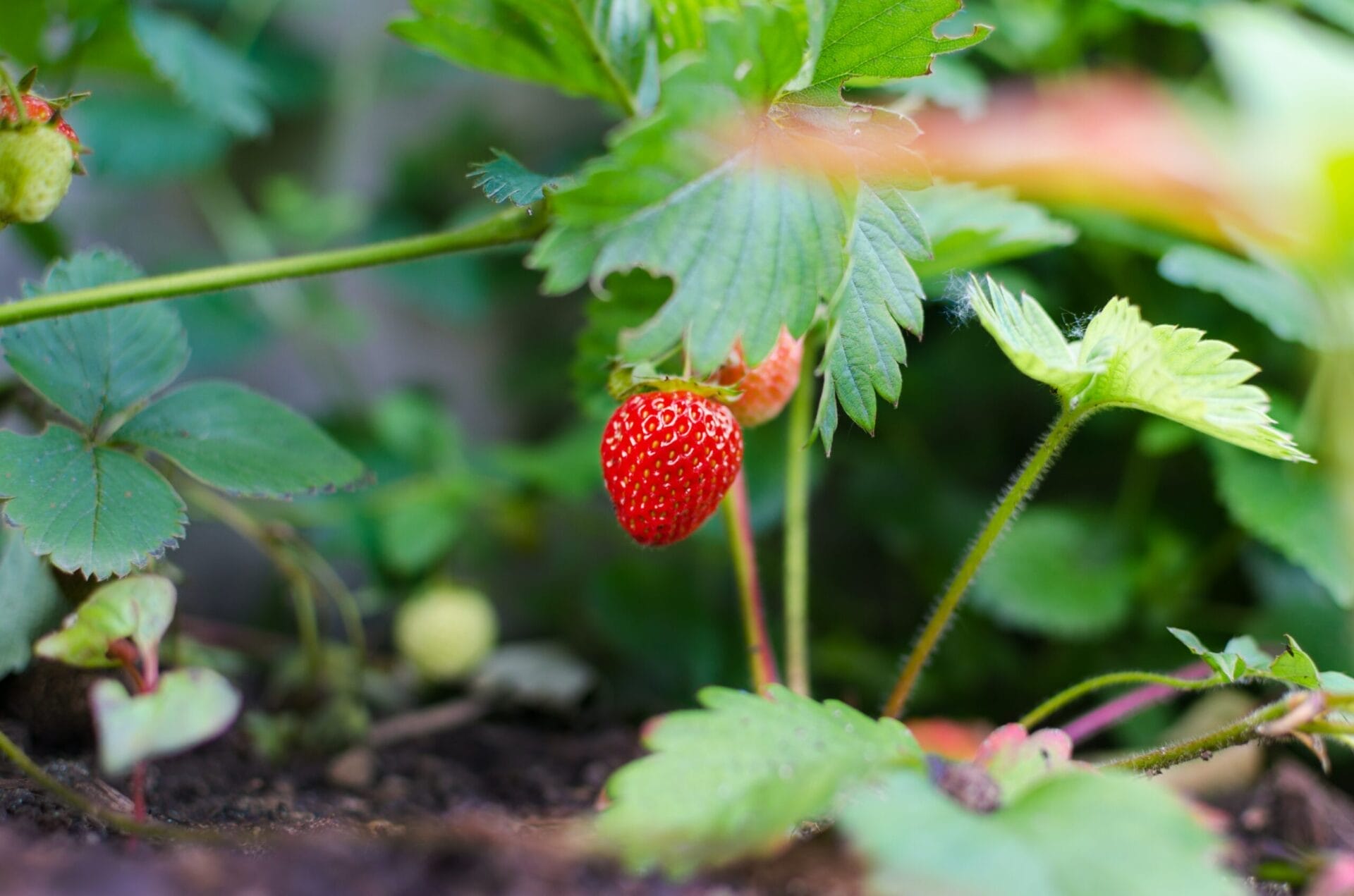 agriculture-berry-close-up-color-298696.0