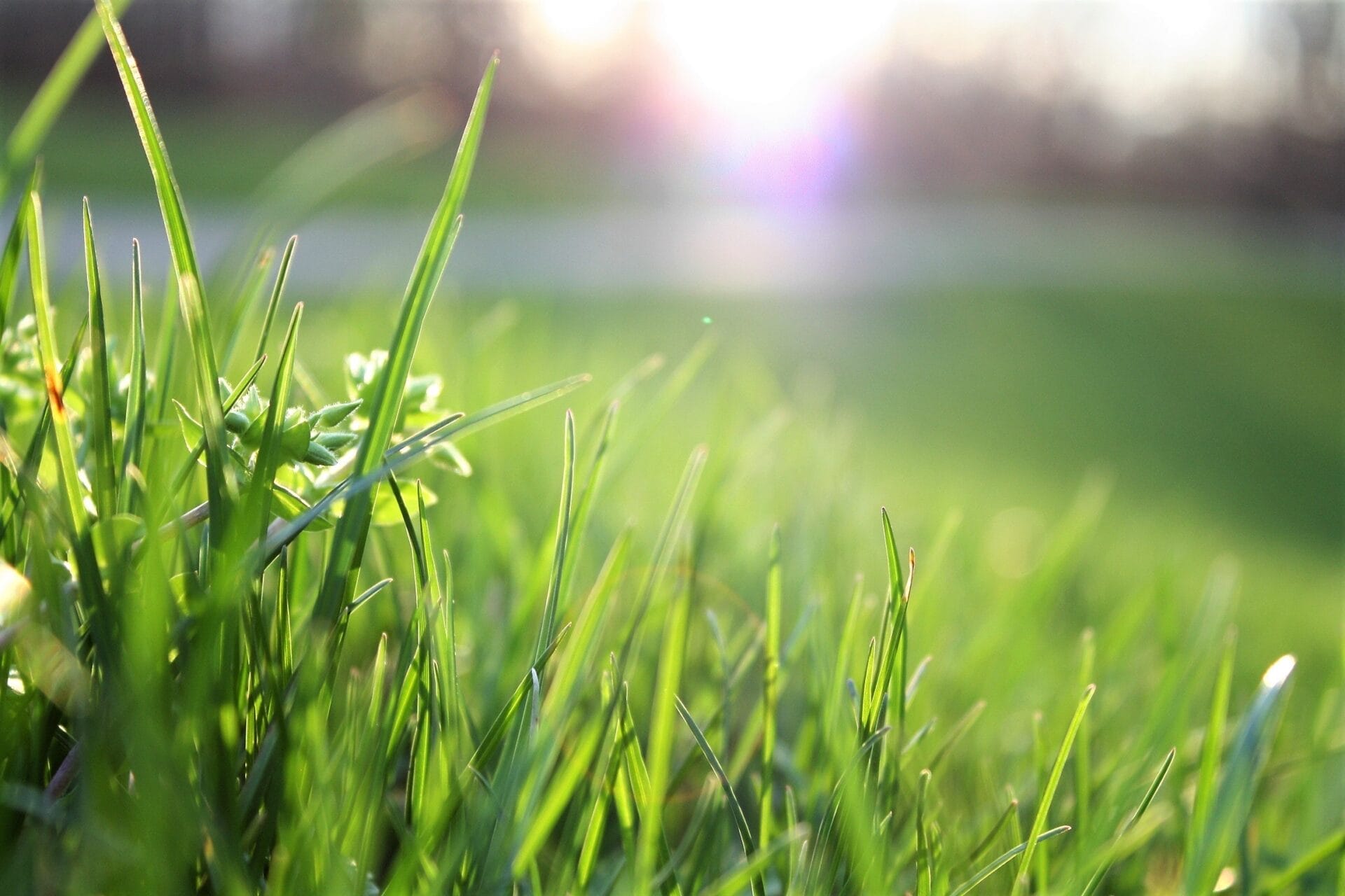 blade-of-grass-depth-of-field-environment-garden-580900.0