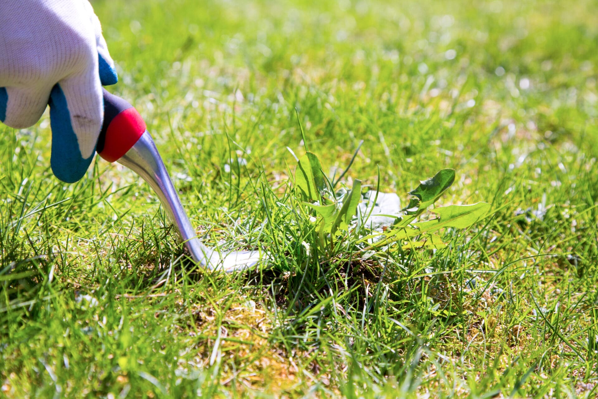 Image of using a tool to pull up weeds