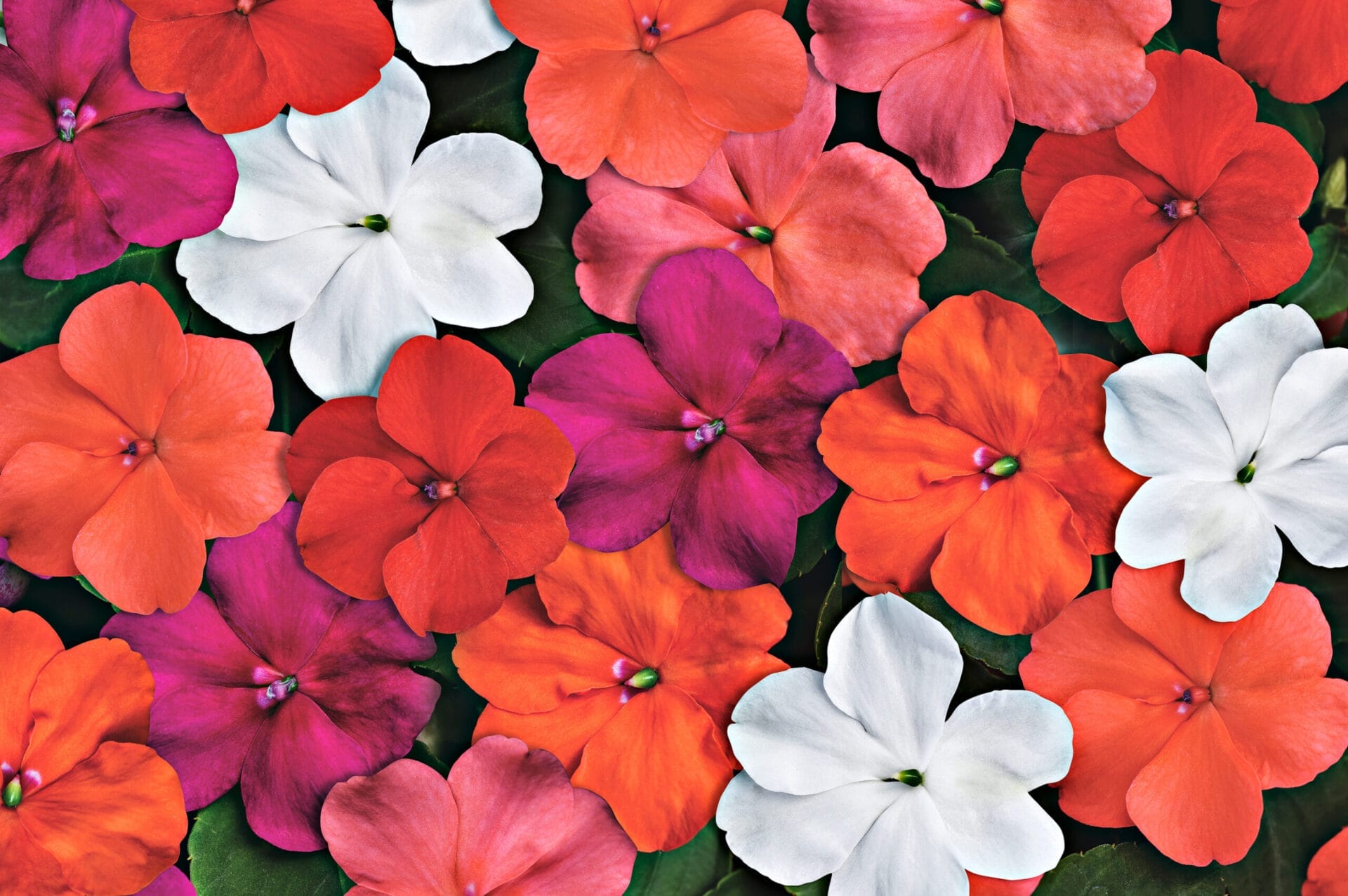 impatiens