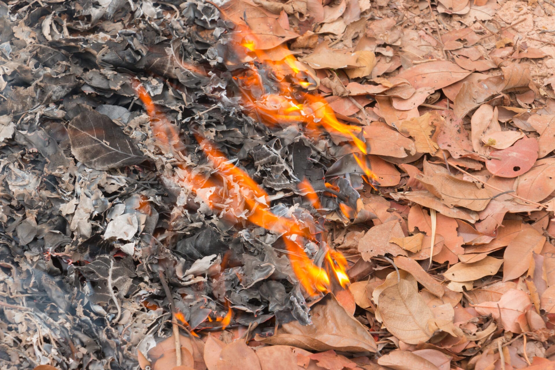 burning of leaves in a yard