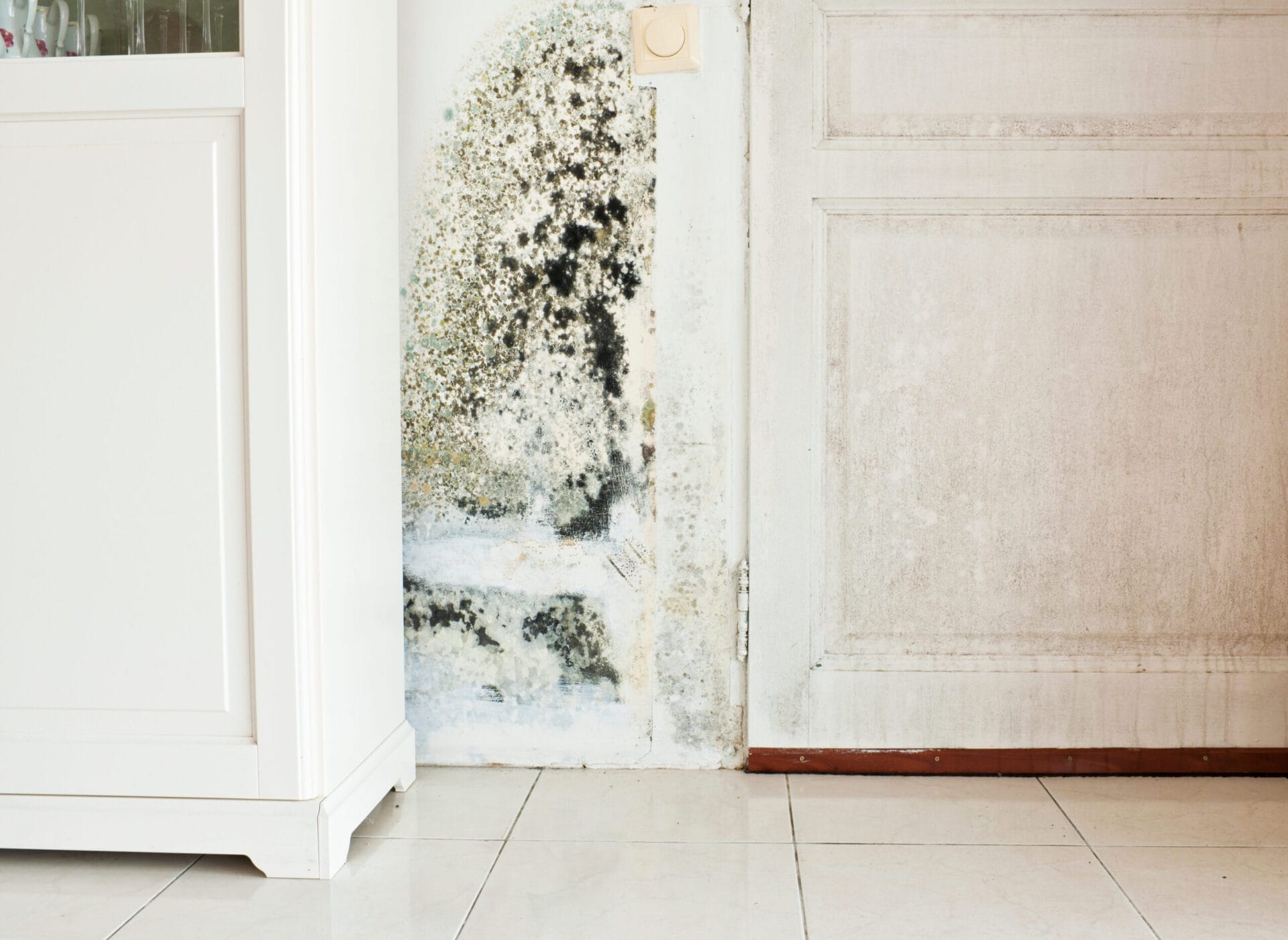 How To Test for Black Mold