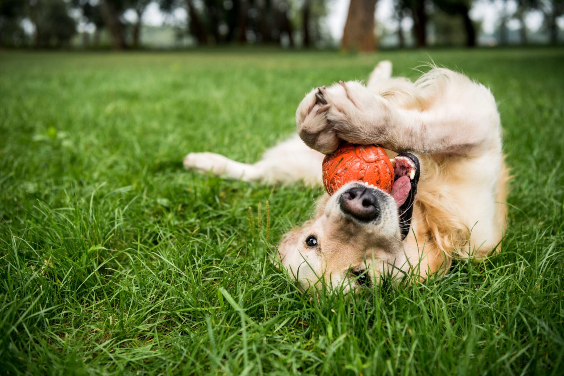 Pet_Gift_Guide.0
