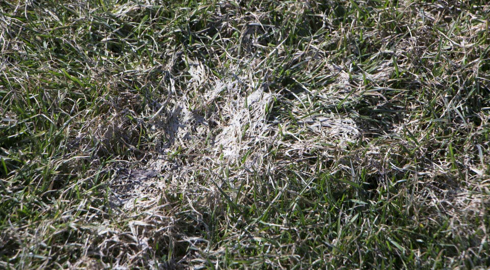 Snow_Mold
