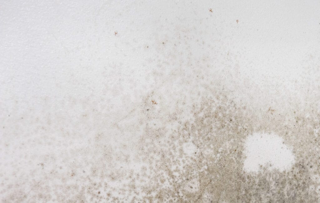 A surface with mold growing on it.