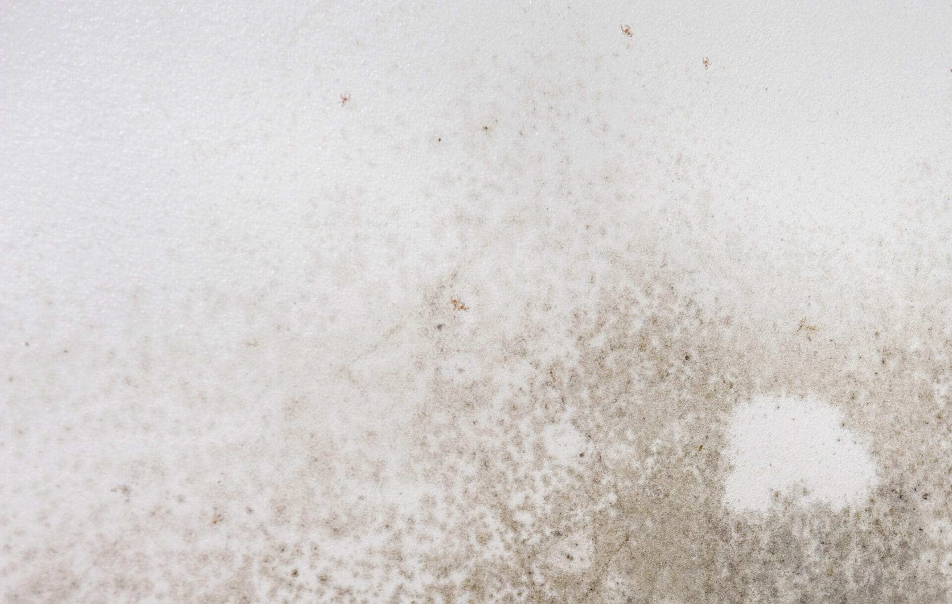 A surface with mold growing on it.