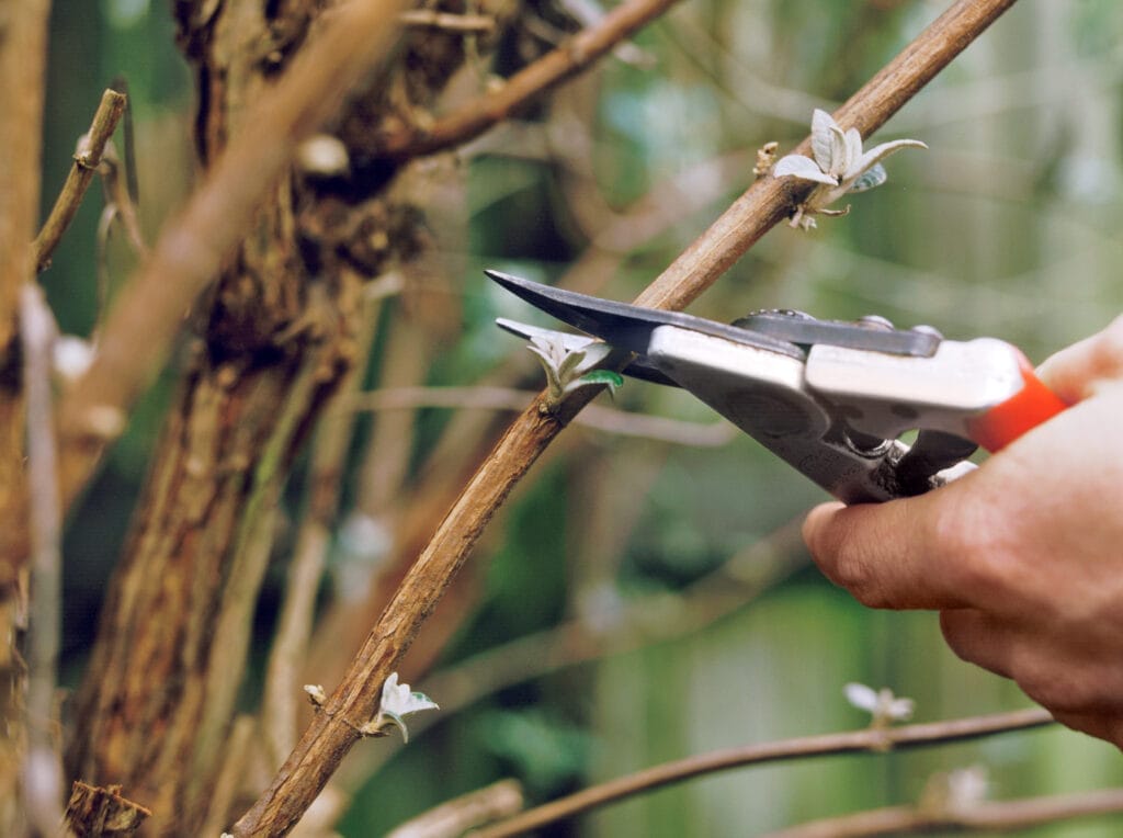 A person using clippers to prune a tree.