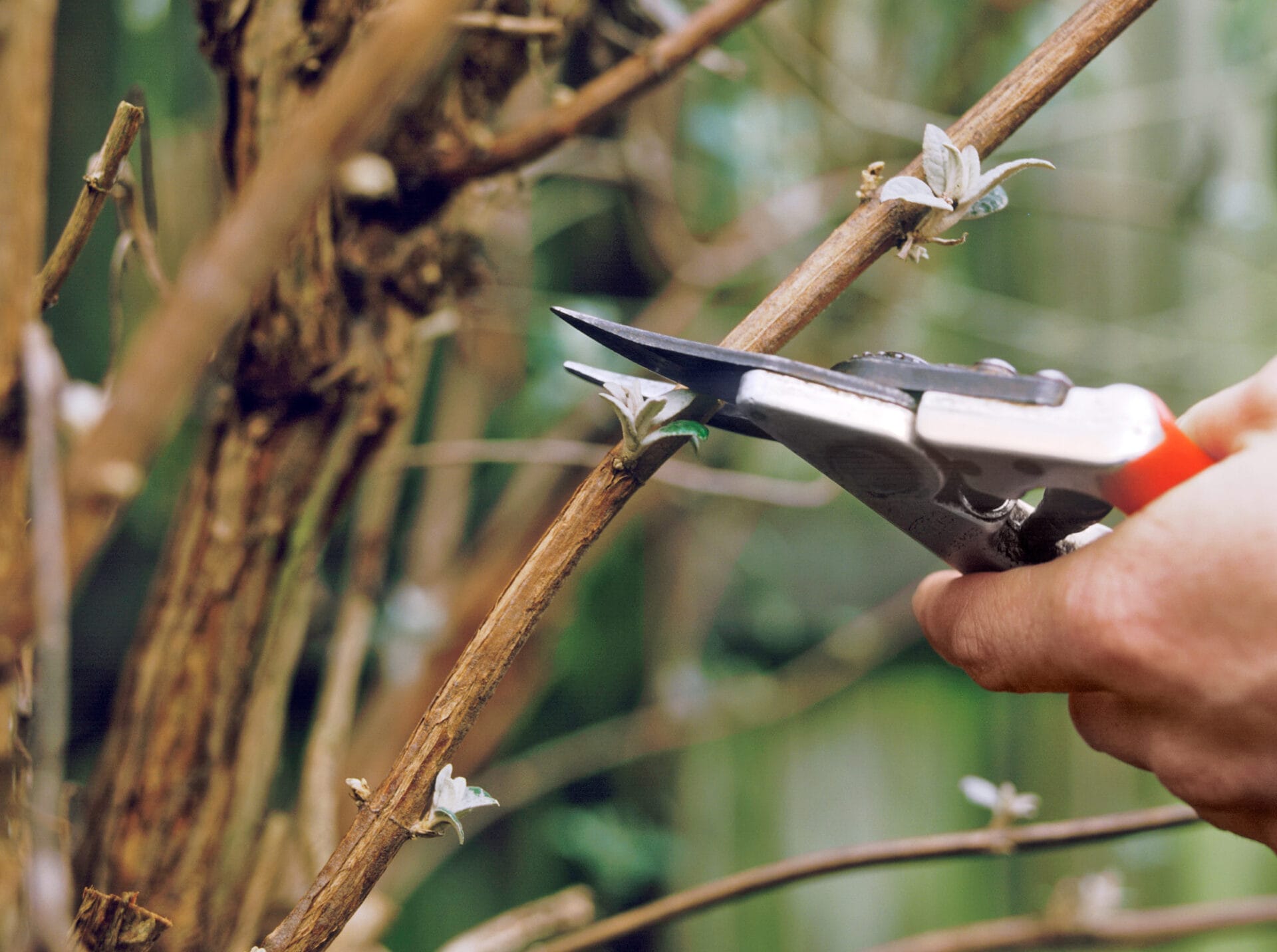 A person using clippers to prune a tree.