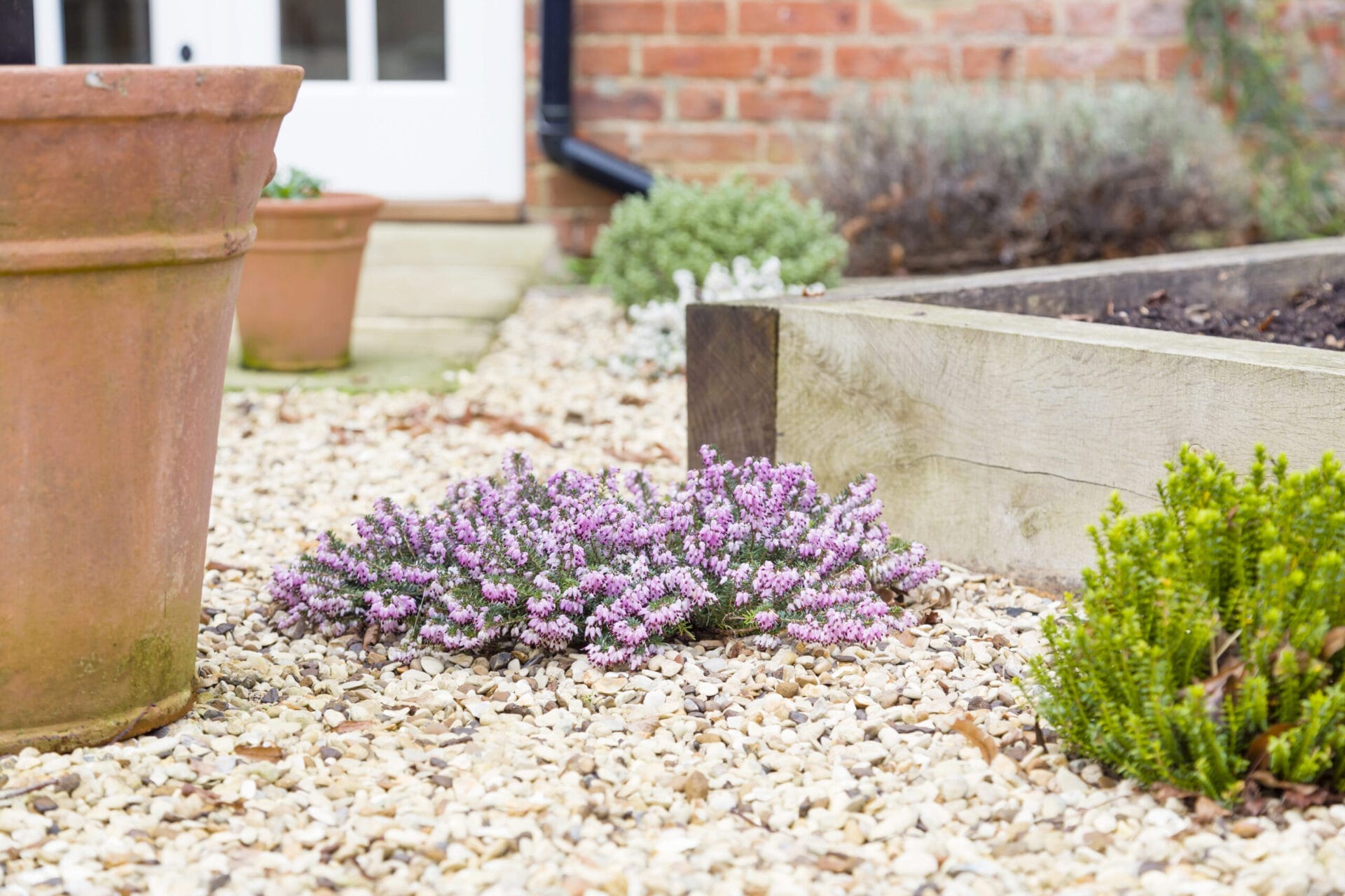 How To Grow Hebe Shrubs