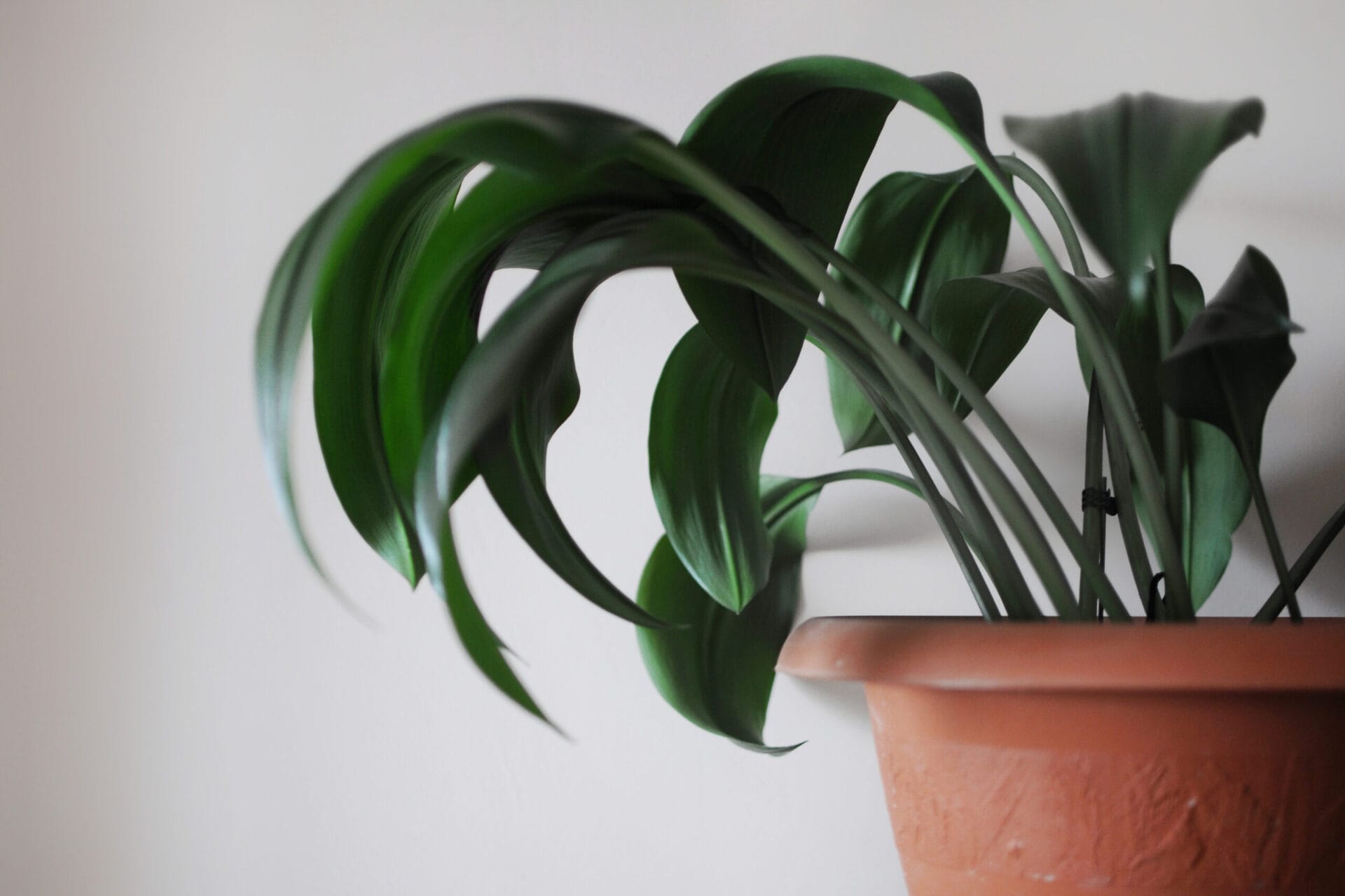 Aspidistra Elatior