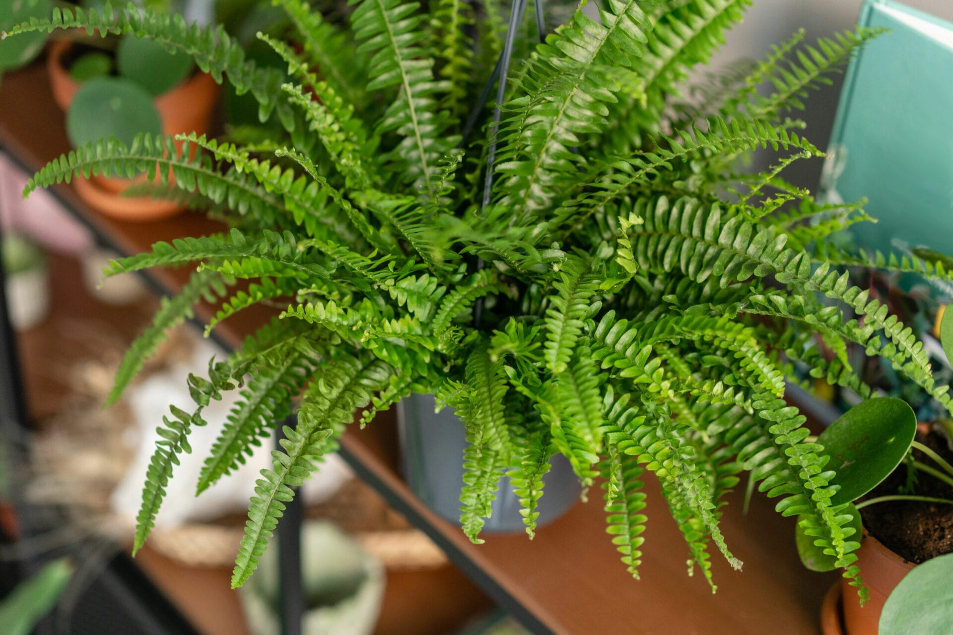 A Kimberly Queen Fern Plant on a desk.