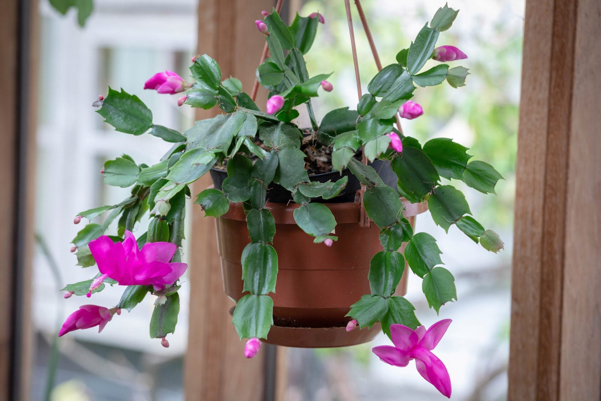 A Christmas Cactus growing out of a hanging pot.