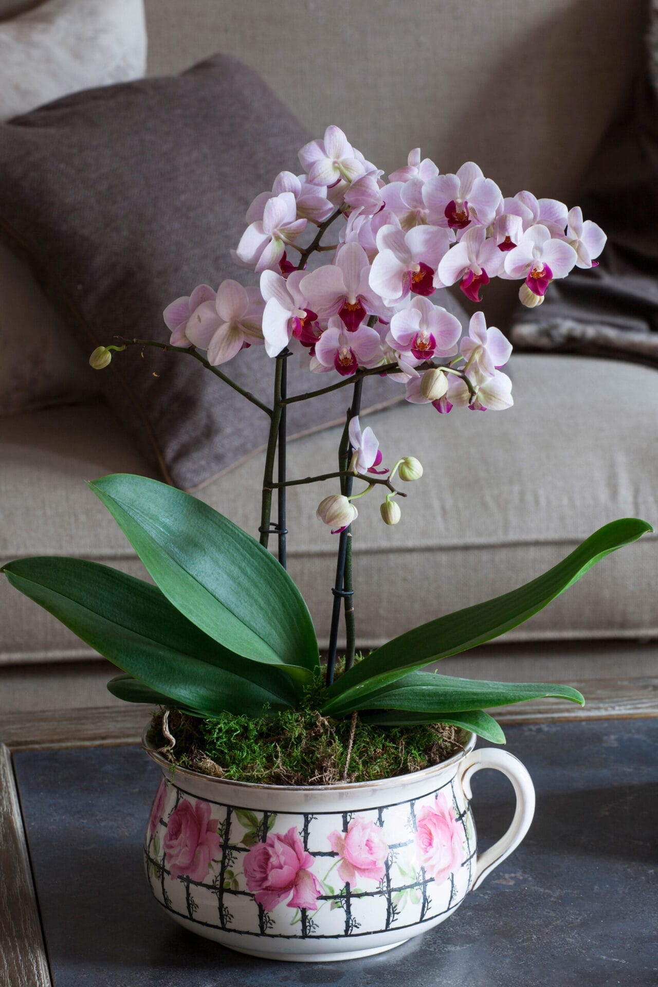 An orchid in bloom growing out of a cup on a table.