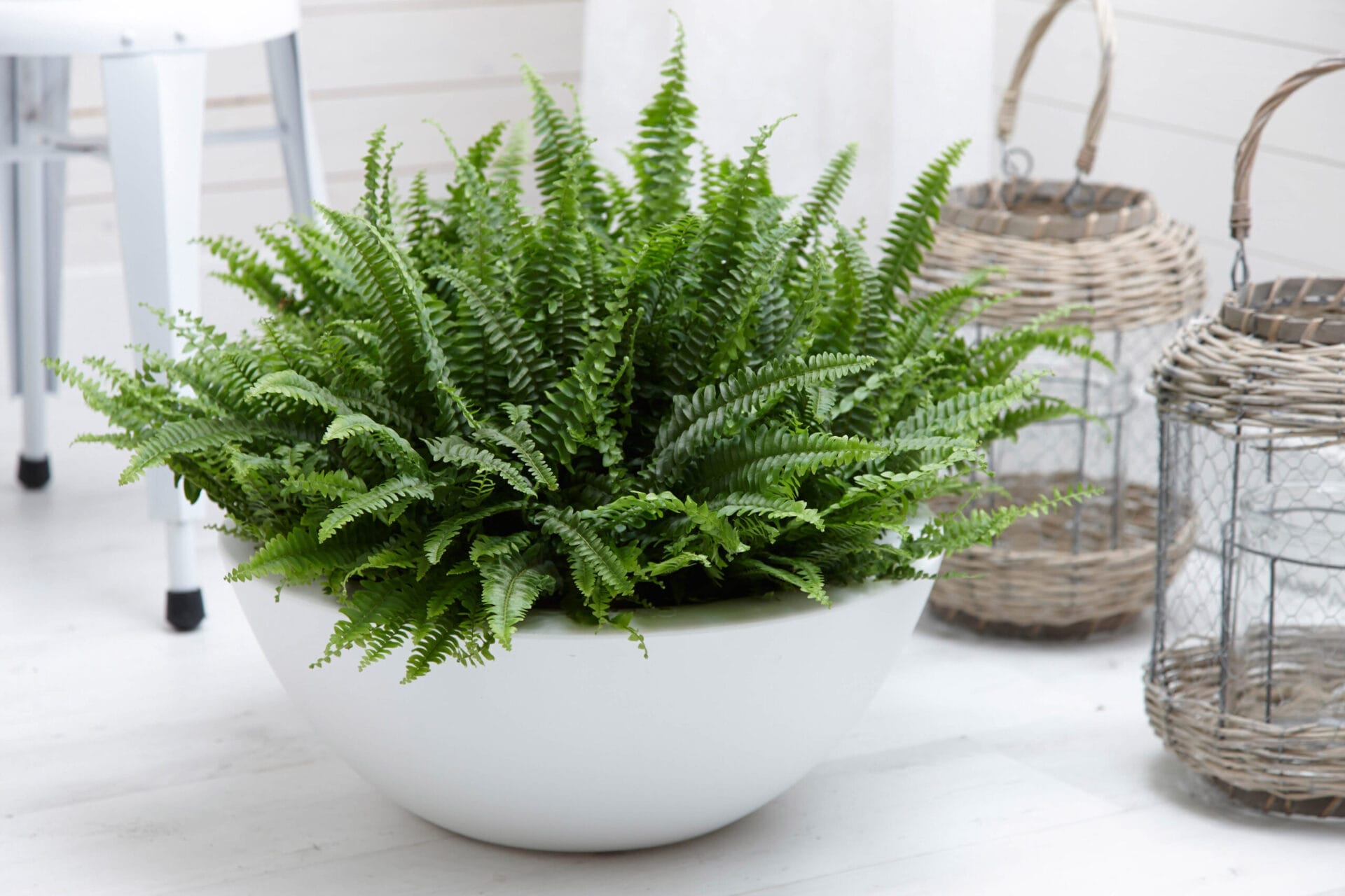 A fern growing out of a white bowl.