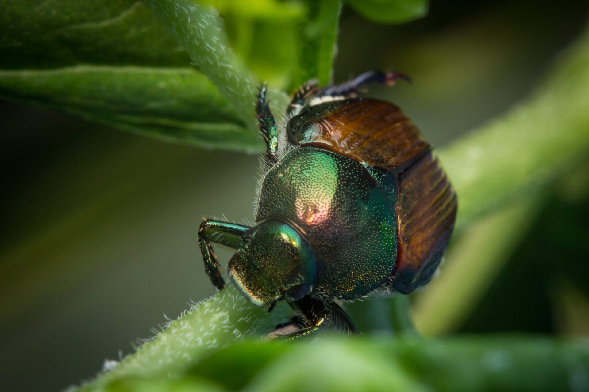 AdobeStock_116345373