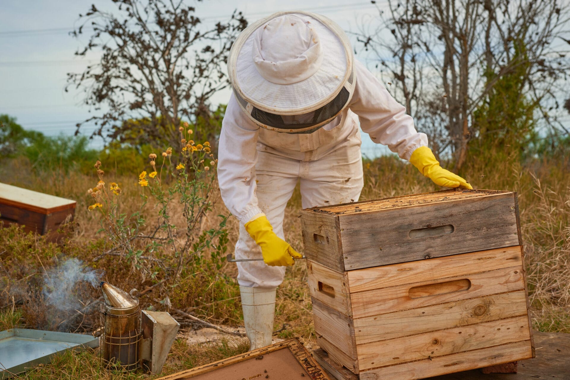 BeeHarvest_iStock_1323603433