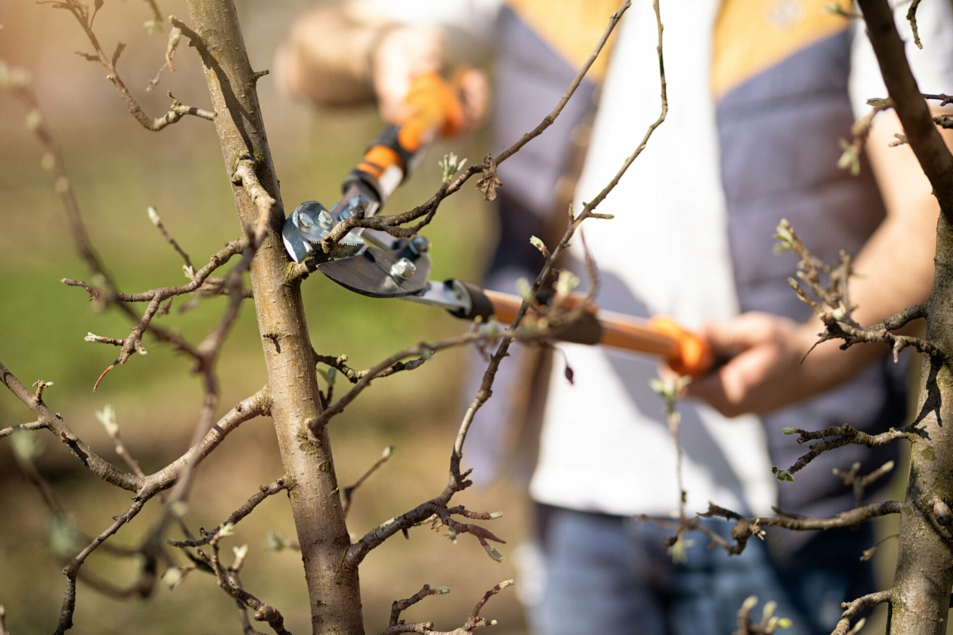 Tree_Pruning