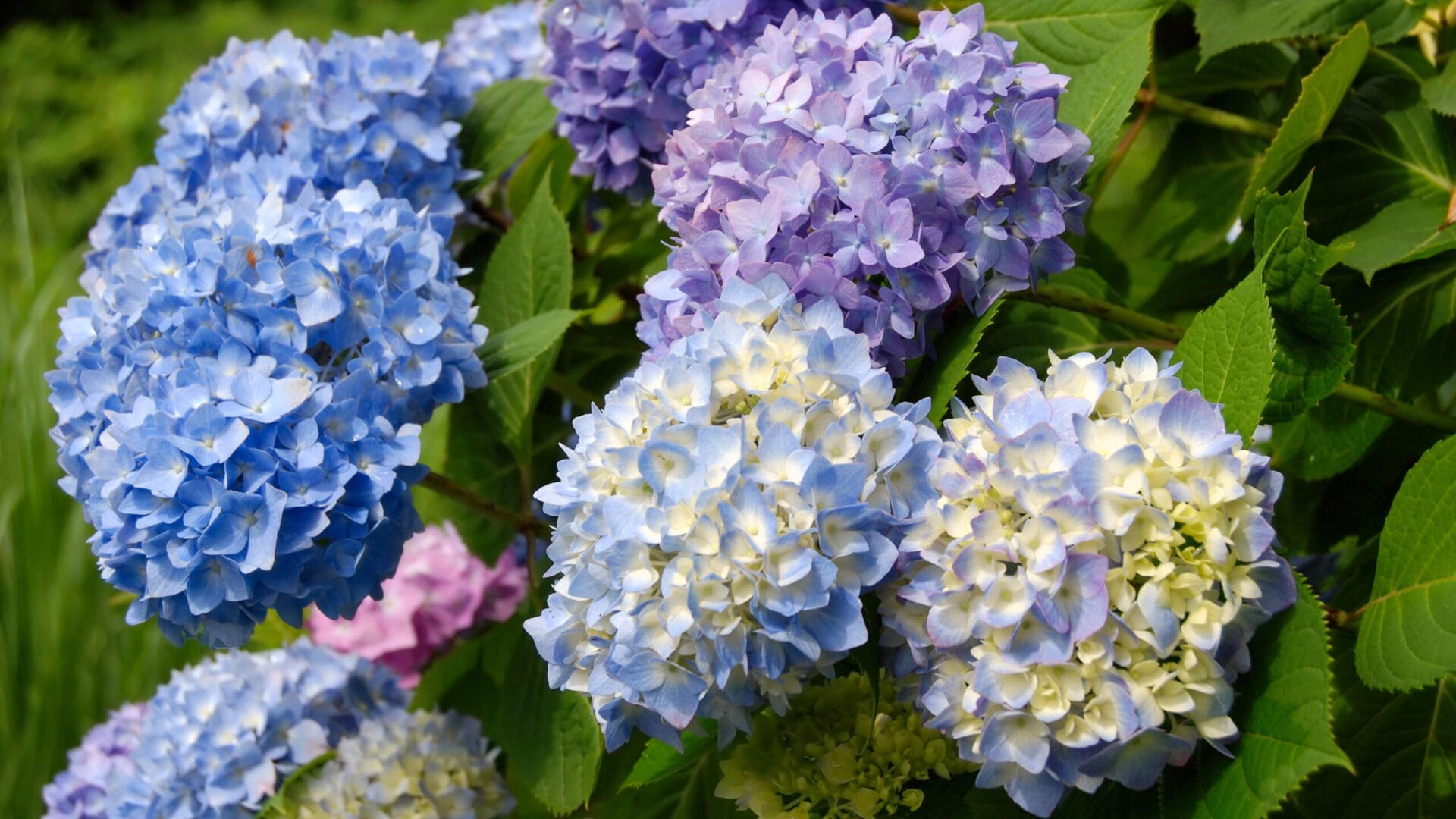 Bigleaf Hydrangea (Hydrangea Macrophylla)