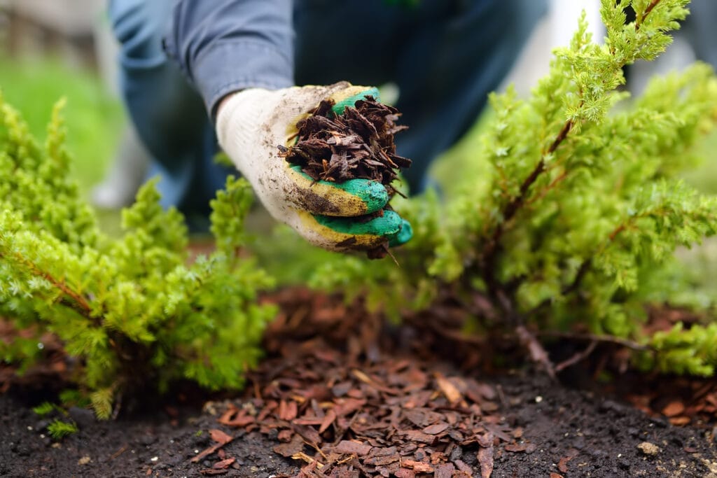 A person spreading mulch between two plants.